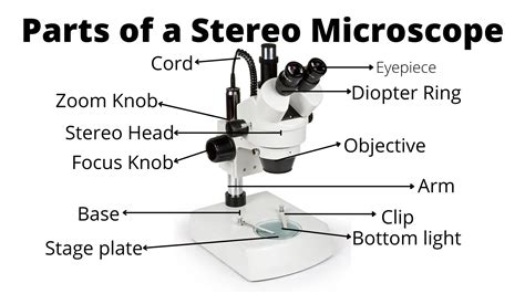 stereo microscope|stereo microscope description.